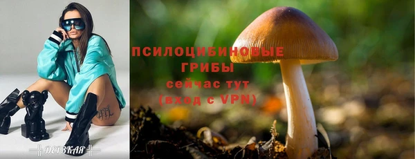 PSILOCYBIN Белокуриха